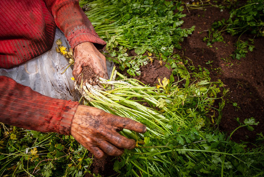 Agricultura colombiana en el municipio de Marinilla Antioquia; zanahoria, repollo, tomate y diversas verduras que se producen en las montañas antioqueñas 