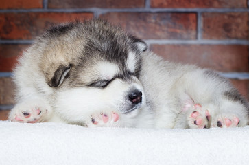 cute puppy sleeping breed alaskan malamute