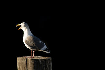 Seagull sitting on a wooden pole on dark background. Isolated and cut-out. 