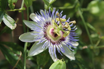 a passiflora in bloom