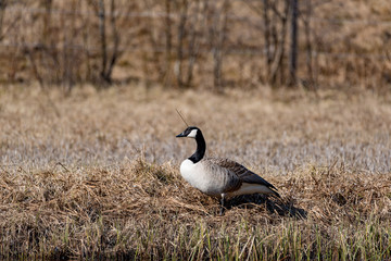big canada goose standing in dry grass