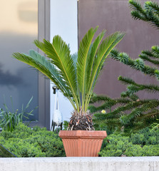 Large palm tree plant in a large pot on the background of the facade of a building in a European city