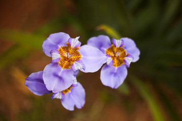  Iris is a genus of 260–300 species of flowering plants with showy flowers. It takes its name from the Greek word for a rainbow.