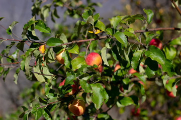 Apples hanging on the branch in the apple orchad during autum. Apples hanging on a tree. Red apples hanging on a tree