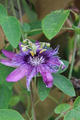 a passiflora in bloom