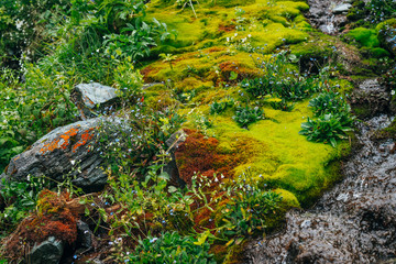 Scenic landscape with clear spring water stream among thick moss and lush vegetation. Mountain creek on mossy slope with fresh greenery and many small flowers. Colorful scenery with rich alpine flora.