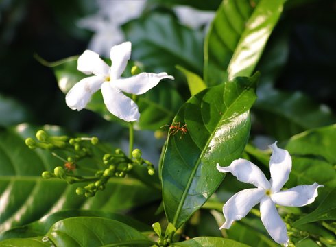 Crepe Jasmine or Pinwheel Flower (Tabernaemontana divaricata) native to India and south Asia