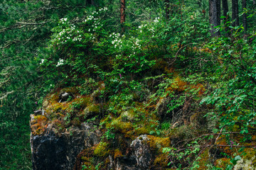 Beautiful mystery taiga with rich flora on high mossy cliff. Big rocky wall with thick moss among fresh greenery in woodland. Big rocks with moss. Atmospheric green forest landscape to highland woods.