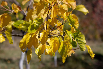 Autumn landscape. Autumn trees with yellow leaves. Autumn tree with yellow leaves
