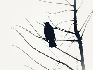 bird on the tree in black and white 