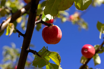 Apples hanging on the branch in the apple orchad during autum. Apples hanging on a tree. Red apples hanging on a tree