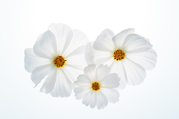 Schmuckkörbchen (Cosmos bipinnatus)