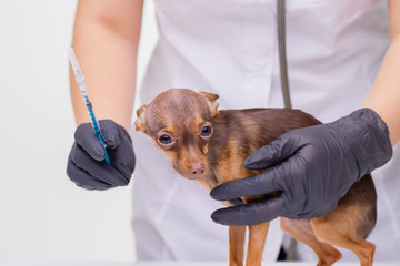 Veterinarian at vet clinic giving injection to cute puppy. Sad little dog on vet table. Medicine,...
