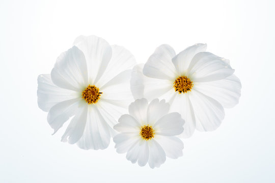Schmuckk&ouml;rbchen (Cosmos bipinnatus)