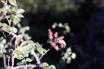 Beautiful red rose hips on a bush. Red rose hips on the Bush
