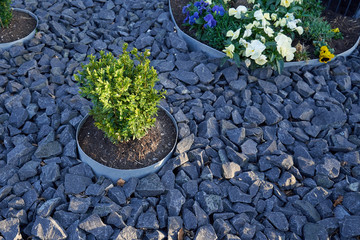 A flower pot with a shrub, buried in the ground covered with stone. Buried in the ground a pot with...