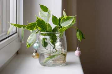ficus sprouts with roots in a glass jar of water on a white windowsill decorated with Christmas toys