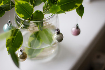 houseplant with green leaves in a transparent glass jar with water decorated with colorful balls for the new year