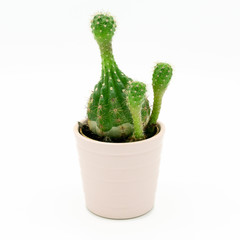 Small cactus isolated on a white background