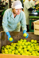 woman worker selecting and preparing  apples
