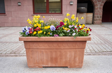 Brown plastic flower pot with flowers of daffodils, daisies and violets in the background of the building
