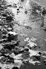 fallen leaves in the water 