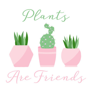 altman plants Succulent Discovery 20-pack: Easy, Cute & Colorful Plants – Includes 1 – Altman  Plants