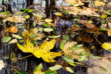 fallen leaves in the water 
