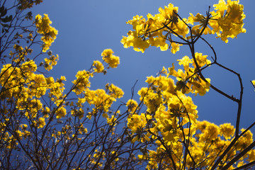 Handroanthus chrysotrichus, synonym Tabebuia chrysotricha, commonly known as the golden trumpet tree, is a tree from Brazil.