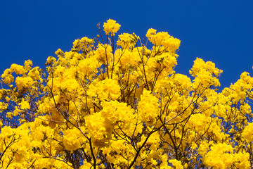 Handroanthus chrysotrichus, synonym Tabebuia chrysotricha, commonly known as the golden trumpet tree, is a tree from Brazil.