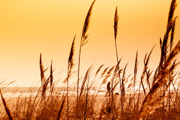 View of the sea through the reed