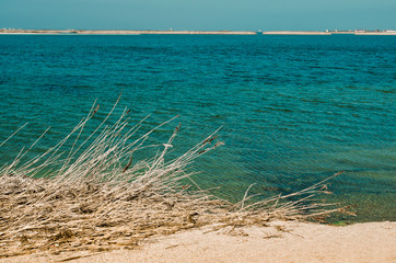 View of the sea through the reed
