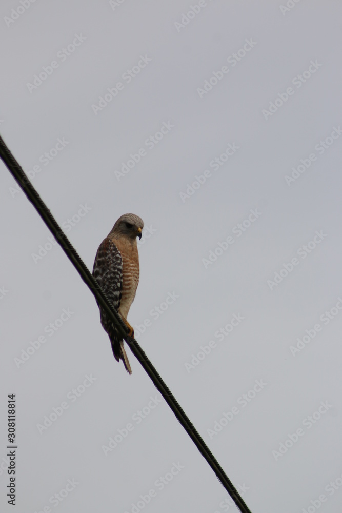 Poster Red-tailed Hawk