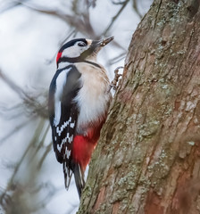 Buntspecht am Baumstamm