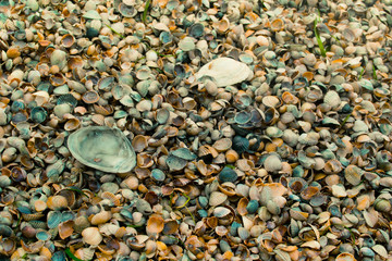Seashells
