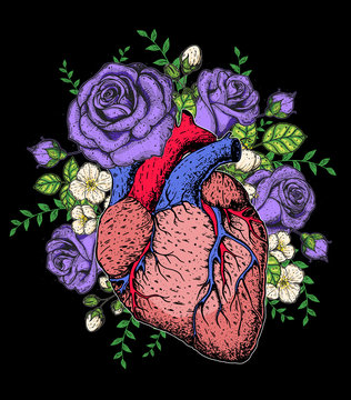 Heart and rose flower hand drawn. Vintage vector illustration. Anatomical heart. Isolated colorful heart illustration.