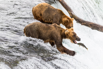 Naklejka premium Bären am Brooks River