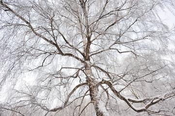 Trees and branches covered with snow and hoarfrost in a city park in the morning in cloudy weather.