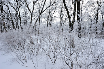 Trees and branches covered with snow and hoarfrost in a city park in the morning in cloudy weather.