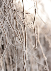 Thickets of wild grapes are covered with hoarfrost and snow.