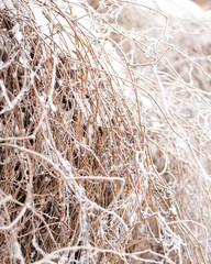 Thickets of wild grapes are covered with hoarfrost and snow.