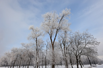 Trees and branches covered with snow and hoarfrost in a city park in the morning in cloudy weather.