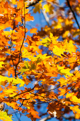 Yellow leaves in the atumn in front of a blue sky.