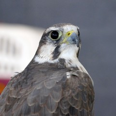 Falco Biarmicus Lanario