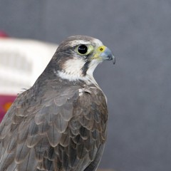 Falco Biarmicus Lanario