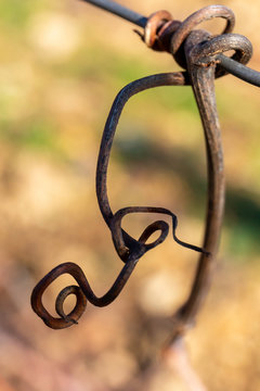 sarment vigne