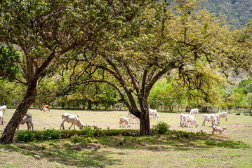 Ganado vacuno pastando en Antioquia Colombia