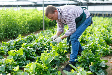 Farmer caring for malabar spinach plants