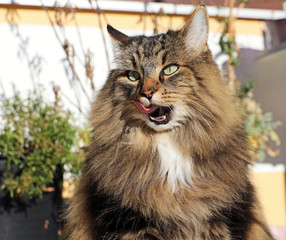 Eine hübsche Norwegische Waldkatze leckt sich den Mund ab