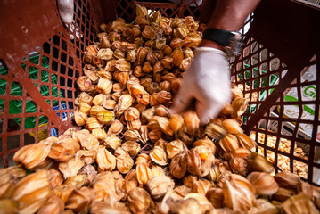 Productos del campo, frijol, maiz, alberja, papa, fresas, uchuba, cebolla de huevo, blanquillo, granos, piña, tomate, papaya, platano, guayaba, productos de COlombia y Antioquia